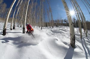 skier in loose powdery snow skiing through aspen trees