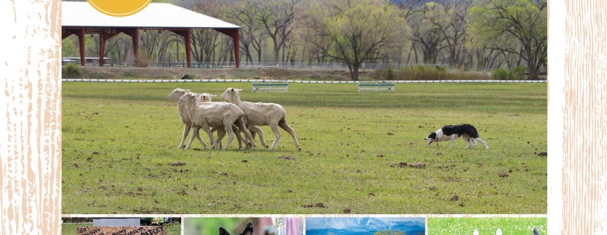 Stock dogs heard sheep. Sheep graze in green pastures in front of mountains.