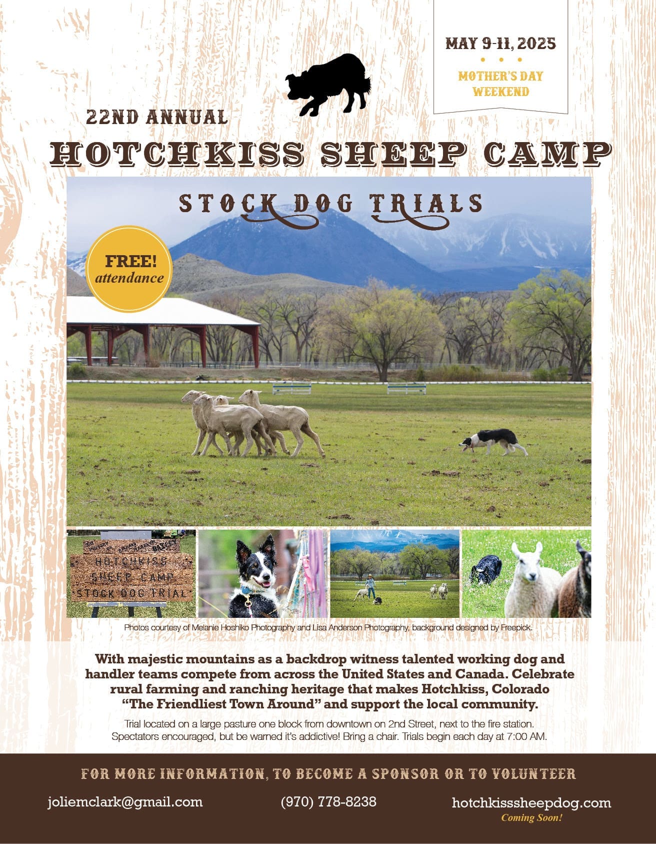Stock dogs heard sheep. Sheep graze in green pastures in front of mountains.
