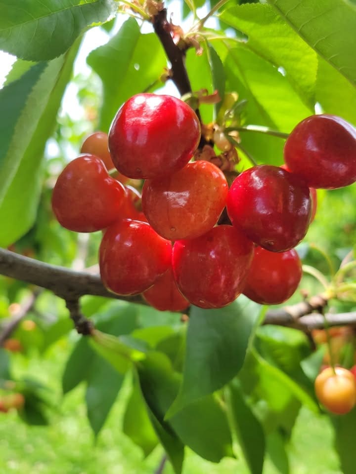 Cherries in a tree