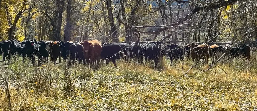 herd of cattle standing in a grassy field in the shade of trees with brilliant yellow autumn leaves. The foreground is dry, yellowed grass and leaves. Most cattle are dark, with one brown cow standing near the center