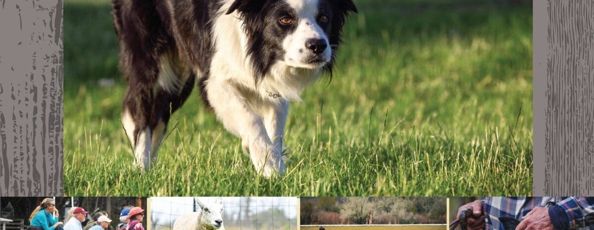 Promotional flier for the 23rd Annual Hotchkiss Sheep Camp Stock Dog Trials. A large image of a black and white Border Collie working in a green field is featured. The text confirms the event dates as May 8-10, 2026 (Mother's Day Weekend). The event celebrates rural farming and ranching heritage. For information on sponsoring or volunteering, the email is hotchkisssheepdogtrials@gmail.com or call (402) 841-0055.