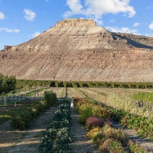 Wide, scenic photograph of a vast, tranquil farm landscape. In the foreground, long rows of low-growing vegetables and colorful wildflowers, including some yellow and purple blooms, lead the eye back. A single, tall, flat-topped rocky butte, displaying layered brown and tan rock formations, dominates the midground. Behind the butte is a range of distant mountains under a blue sky with light, scattered white clouds. The entire scene captures a peaceful coexistence of agriculture and wilderness.