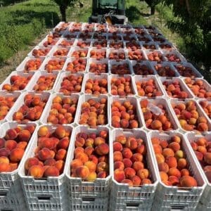 Many large commercial boxes of peaches loaded onto a flatbed 