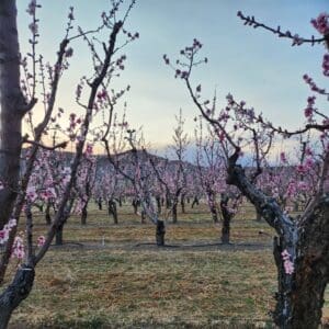 a landscape photo of a blooming orchard with mountains in the background