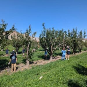 children and adults walk near peach tress in an orchard